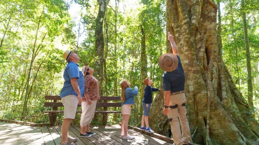 Gold Coast: Lamington Treetops, Wildlife and Vineyard Visit - Final decision: book it for variety and easy access
