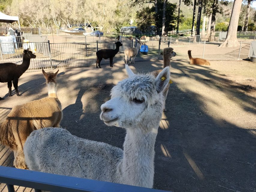 Gold Coast: Lamington Treetops, Wildlife and Vineyard Visit - The guides shape the day