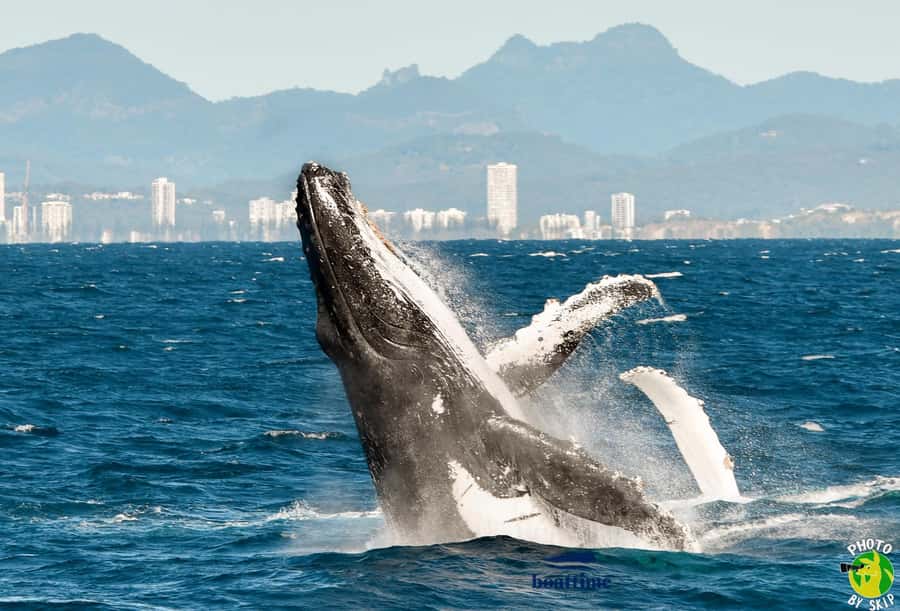 Gold Coast: Luxury Whale Watching Tour - Booking details worth checking