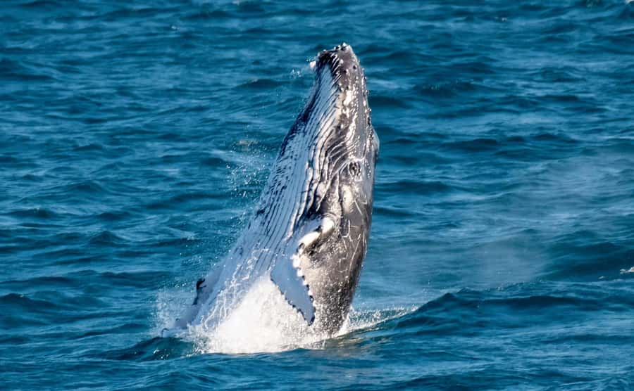 Gold Coast: Luxury Whale Watching Tour - Setting off from Mariner’s Cove