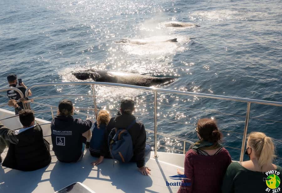 Gold Coast: Luxury Whale Watching Tour - Finding humpbacks off the Gold Coast