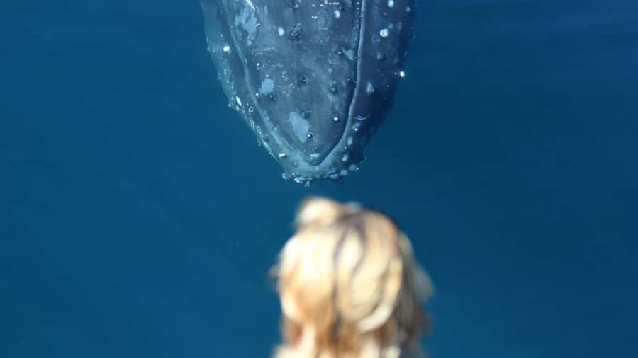 Gold Coast: Luxury Whale Watching Tour - Why the marine biologist matters