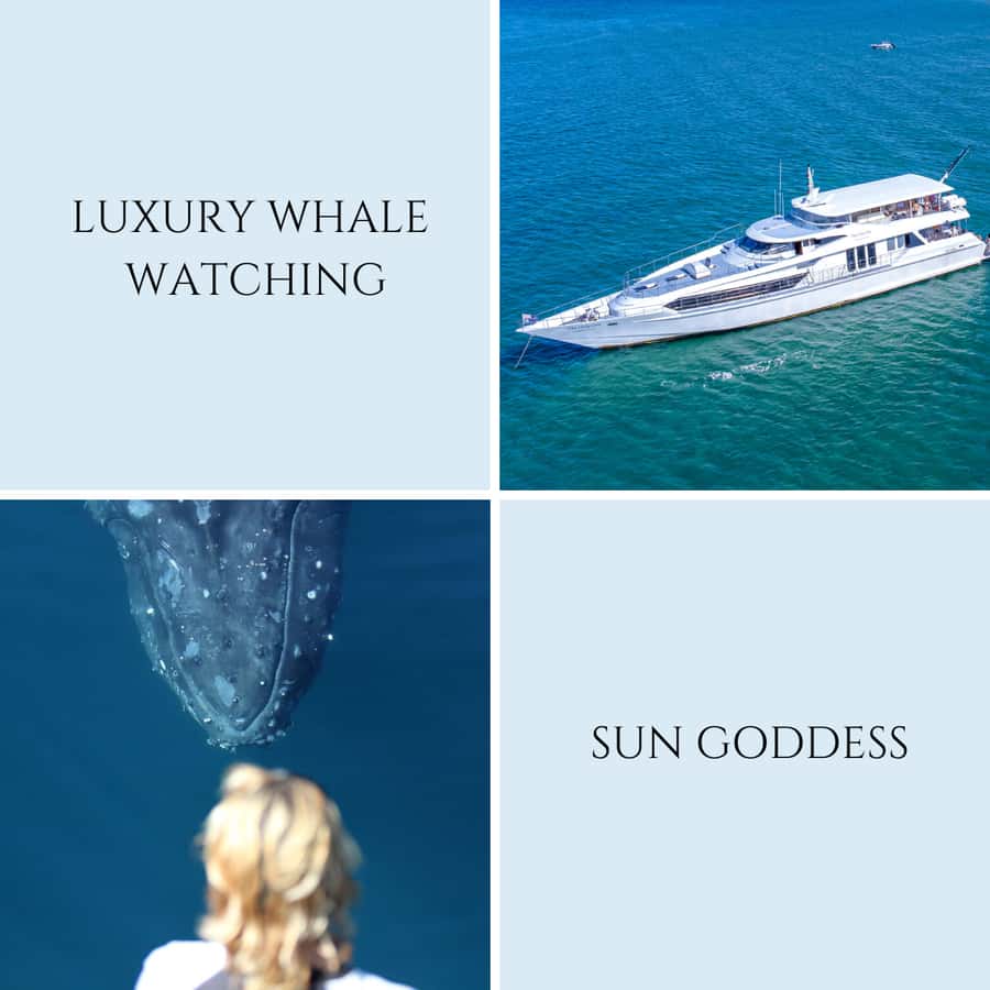 Gold Coast: Luxury Whale Watching Tour - Coffee, children, and small comforts
