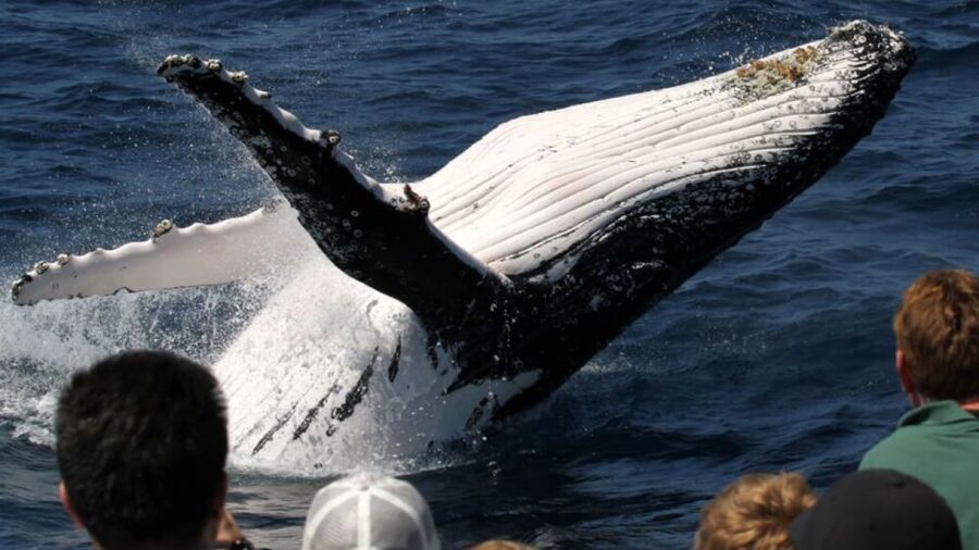 Gold Coast: Luxury Whale Watching Tour - How much whale action should you expect?