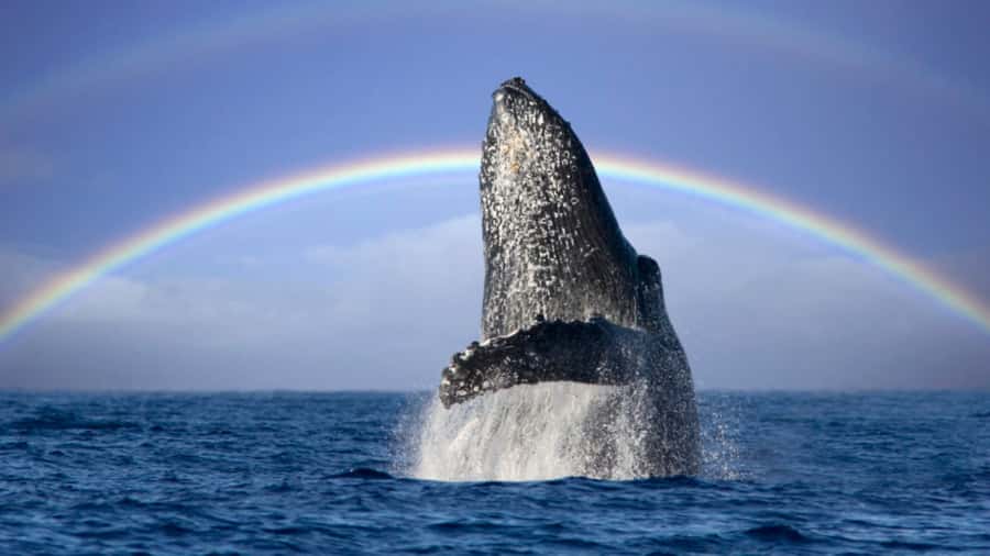 Gold Coast: Luxury Whale Watching Tour - Is $53 a fair price?