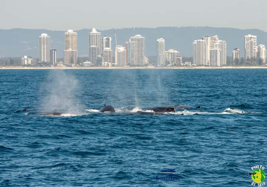 Gold Coast: Luxury Whale Watching Tour - Who should book this cruise?