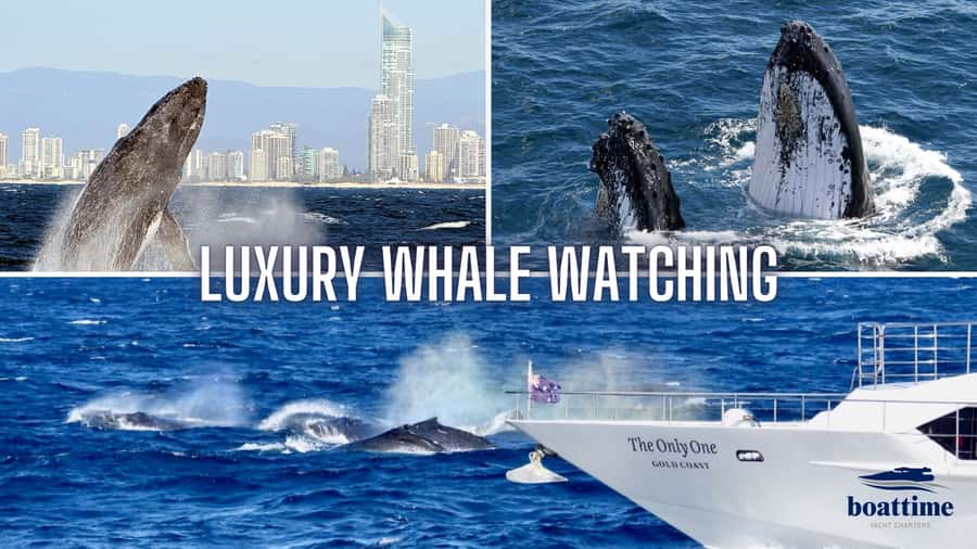 Gold Coast: Luxury Whale Watching Tour - Sun Goddess and the value of a super yacht