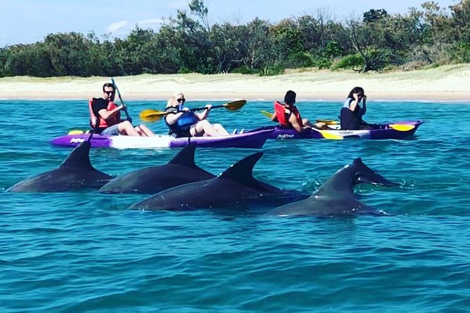 Gold Coast: Morning Kayak & Snorkel Adventure with Breakfast - Key points to know before you book