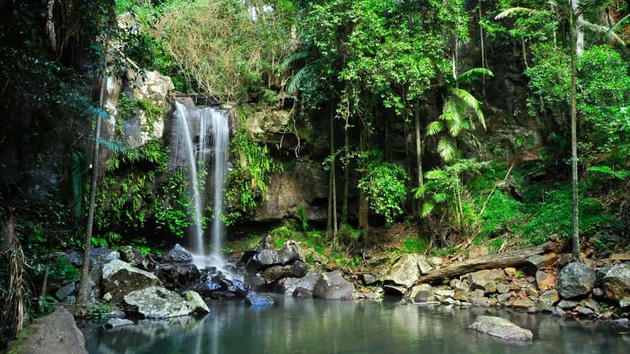 Gold Coast: Mount Tamborine Kangaroo and Koala Day Tour - Key points to know before booking