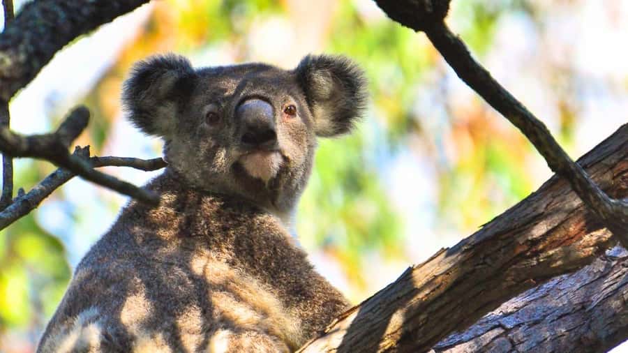 Gold Coast: Mount Tamborine Kangaroo and Koala Day Tour - Why this Gold Coast half-day works so well