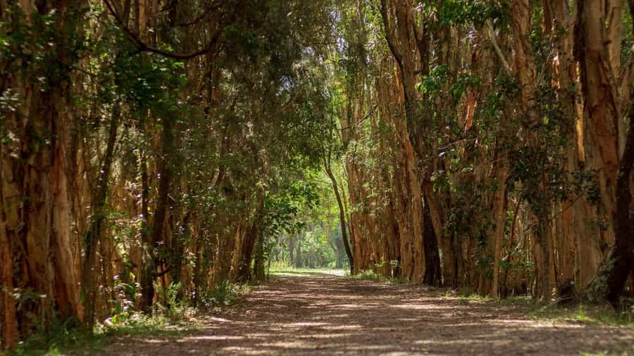 Gold Coast: Mount Tamborine Kangaroo and Koala Day Tour - Mount Tamborine and The Manor’s scones