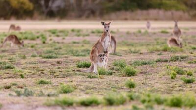 Mount Tamborine Kangaroo and Koala Day Tour