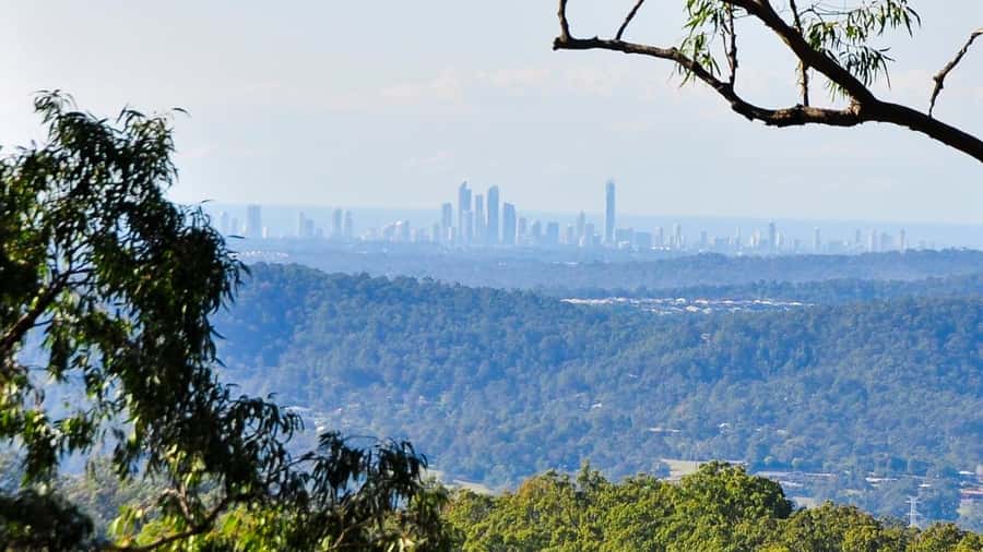Gold Coast: Mount Tamborine Kangaroo and Koala Day Tour - The Curtis Falls rainforest walk