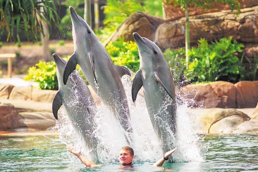Gold Coast: Movie World, Sea World, Wet'n'Wild 14-Day Pass - Four Gold Coast parks, four very different days