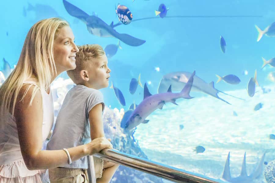 Gold Coast: Movie World, Sea World & Wet'n'Wild 7-Day Pass - Sea World, where animals share the bill with rides