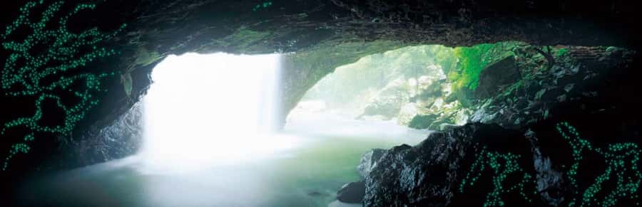 Gold Coast: Natural Bridge Glow Worm Night Tour - Why the glow worm cave is the main event