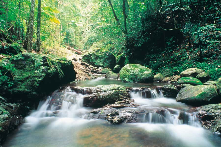 Gold Coast: Natural Bridge Glow Worm Night Tour - The guide can shape the evening