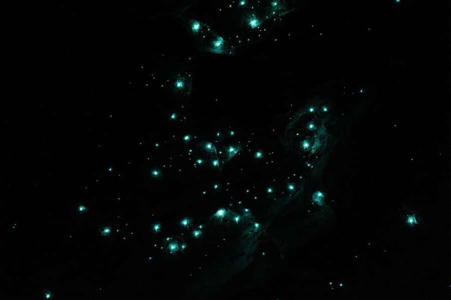 Gold Coast: Natural Bridge Glow Worm Night Tour - Booking details worth knowing
