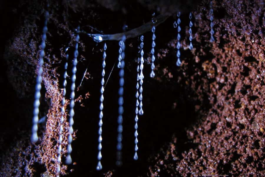 Gold Coast: Natural Bridge Glow Worm Night Tour - Leaving Surfers Paradise at 6:05 pm