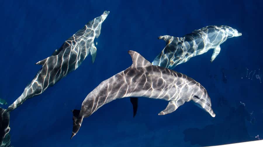 Gold Coast: Premium Whale Watching Cruise - Should you book Sea World Whale Watch?