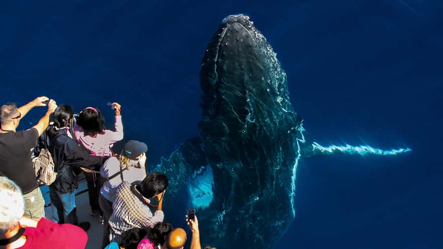 Gold Coast: Premium Whale Watching Cruise - The ride toward the Humpback Highway