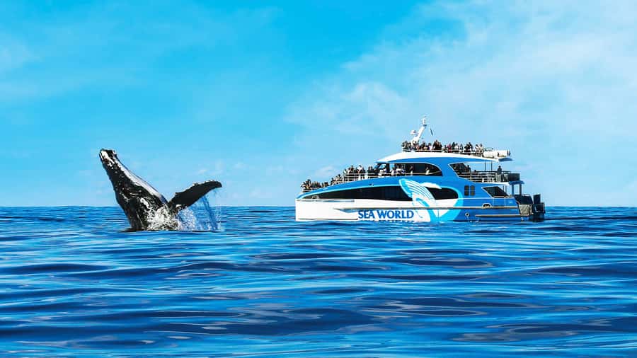 Gold Coast: Premium Whale Watching Cruise - Whale song, underwater video, and marine life