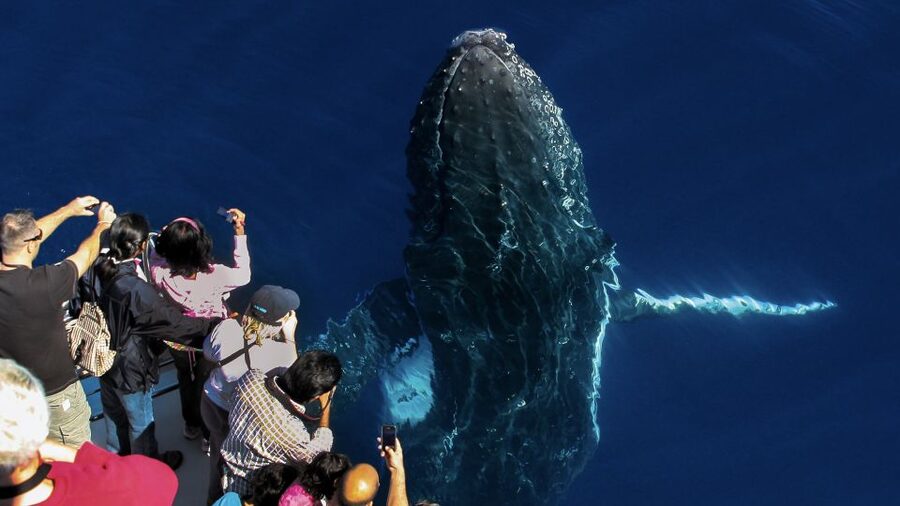 Gold Coast: Premium Whale Watching Cruise - Is $63 good value?