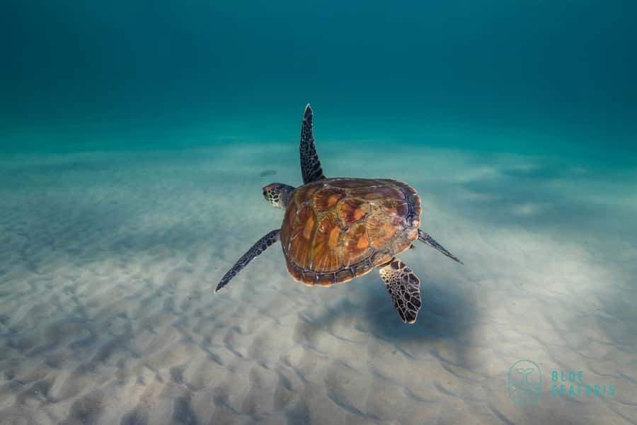 Gold Coast: Snorkel with Turtles - Key points for your Cook Island snorkel