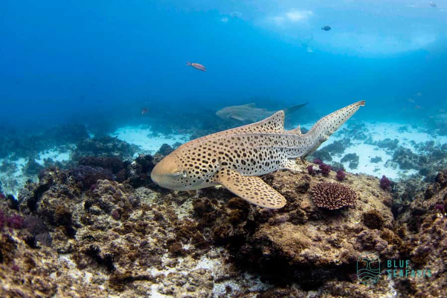 Gold Coast: Snorkel with Turtles - Why Cook Island is worth the boat ride