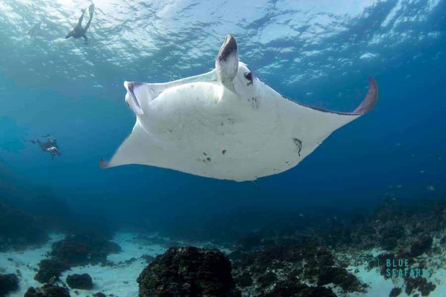 Gold Coast: Snorkel with Turtles - Turtle sightings and the rest of the cast