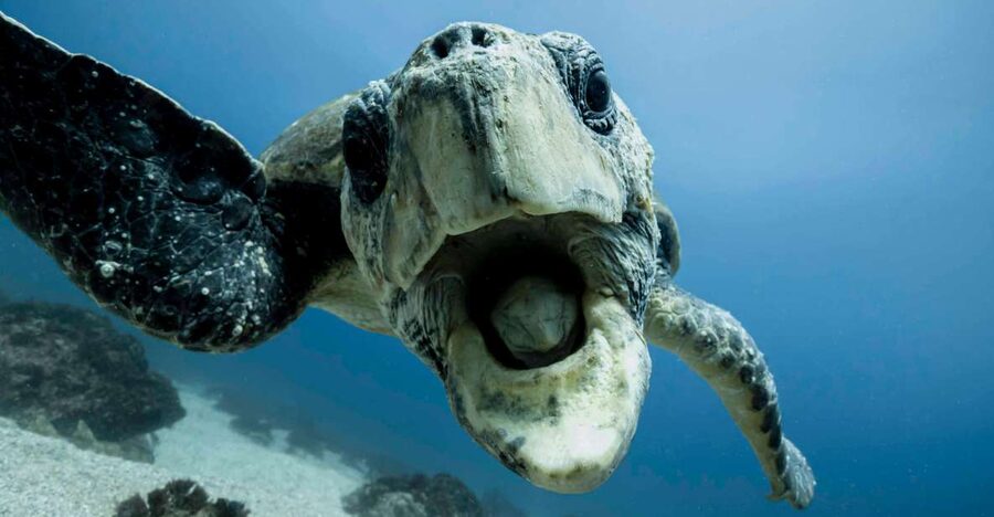 Gold Coast: Snorkel with Turtles - Who should book this snorkel