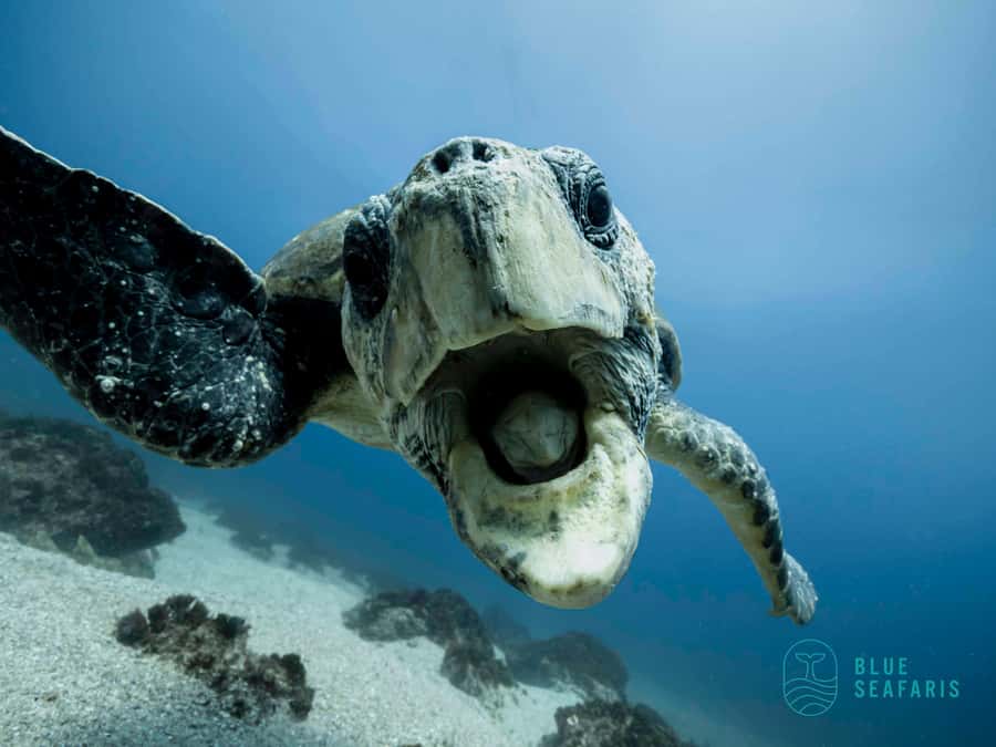 Gold Coast: Snorkel with Turtles - From the public jetty to the Tweed River