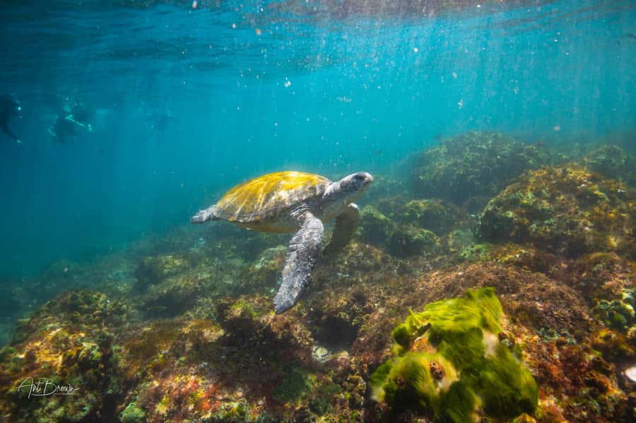 Gold Coast: Snorkeling with Turtles Half-Day Tour - Key points to know before you book