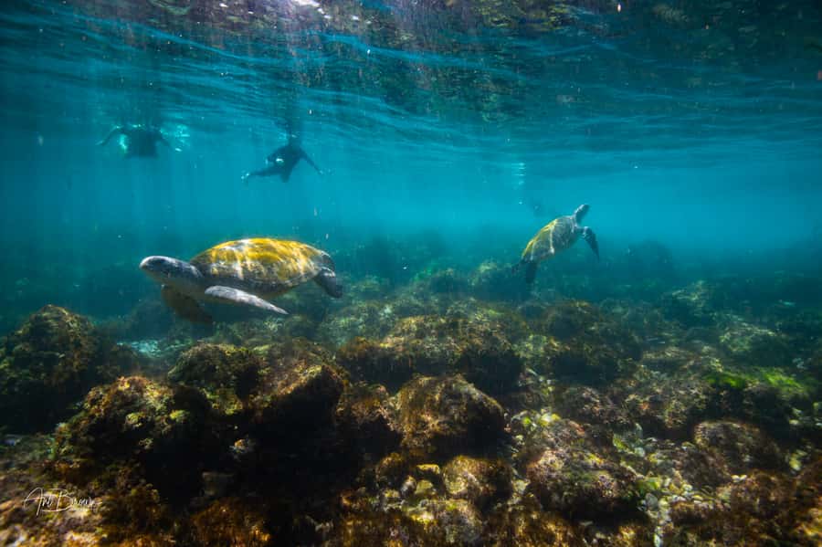 Gold Coast: Snorkeling with Turtles Half-Day Tour - Cook Island and the turtles that made its name