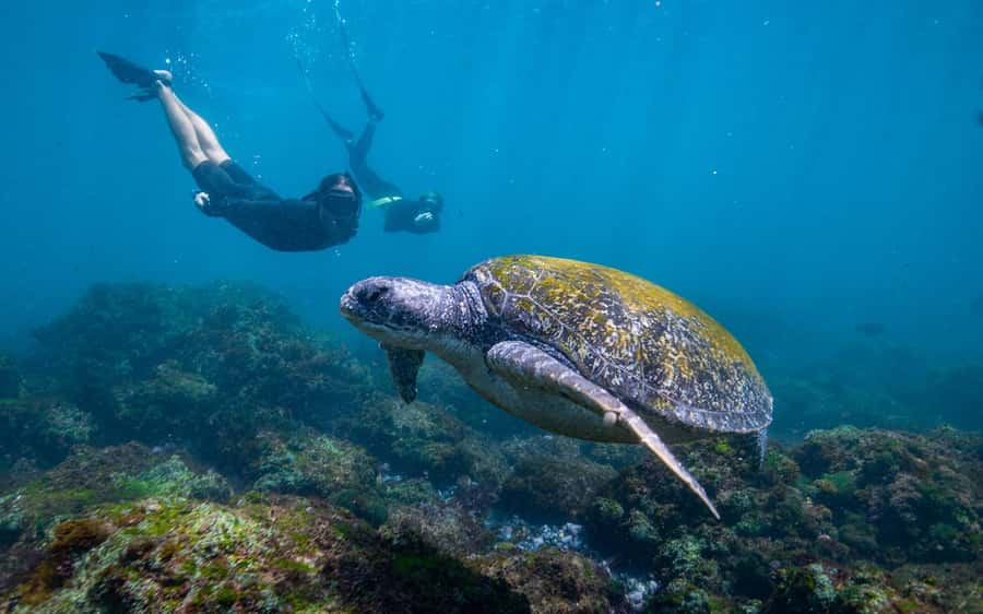 Gold Coast: Snorkeling with Turtles Half-Day Tour - Getting fitted, briefed, and ready for the water