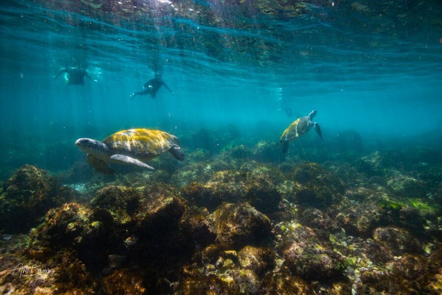 Gold Coast: Snorkeling with Turtles Half-Day Tour - Snorkeling with turtles at Cook Island