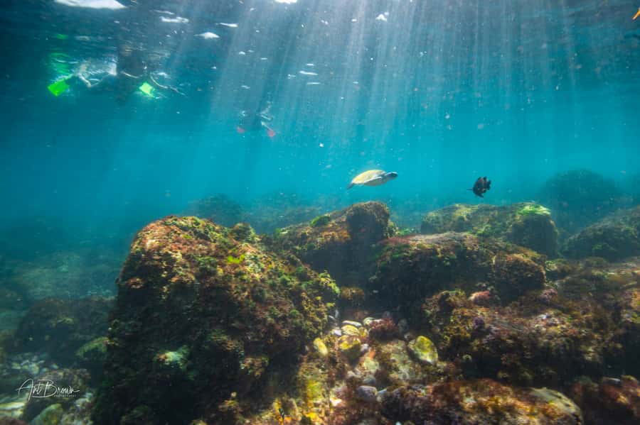 Gold Coast: Snorkeling with Turtles Half-Day Tour - What else you might see around the reserve