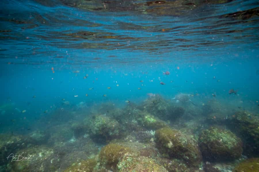 Gold Coast: Snorkeling with Turtles Half-Day Tour - Returning with fruit and stories