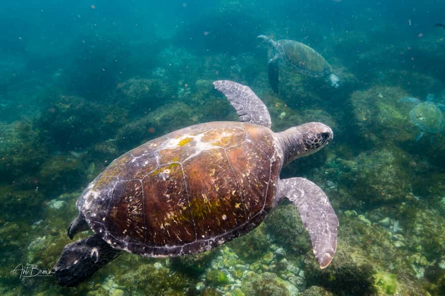 Gold Coast: Snorkeling with Turtles Half-Day Tour - The small details that can save your morning