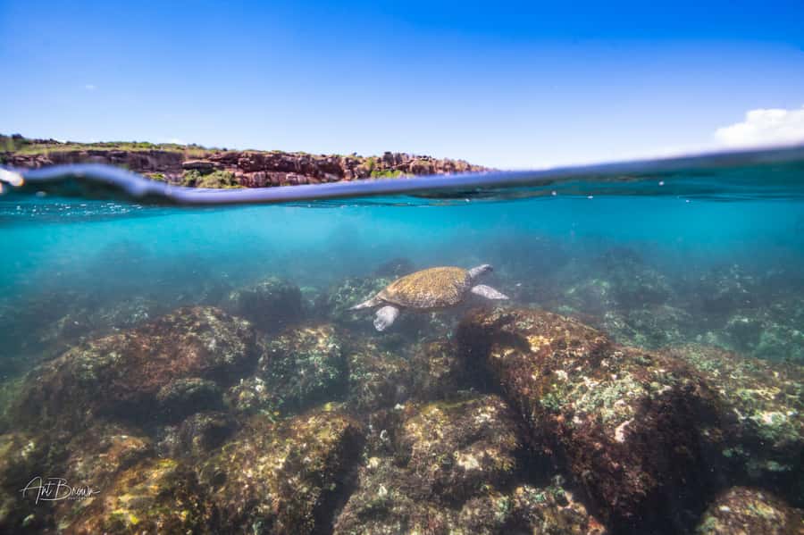 Gold Coast: Snorkeling with Turtles Half-Day Tour - Who will enjoy this Cook Island trip?