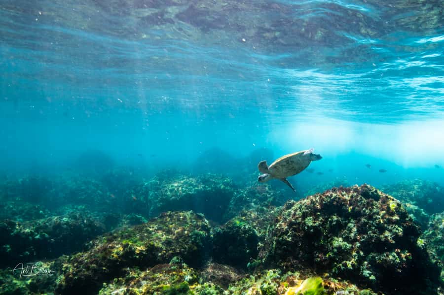Gold Coast: Snorkeling with Turtles Half-Day Tour - A 20-minute ride along the Tweed River