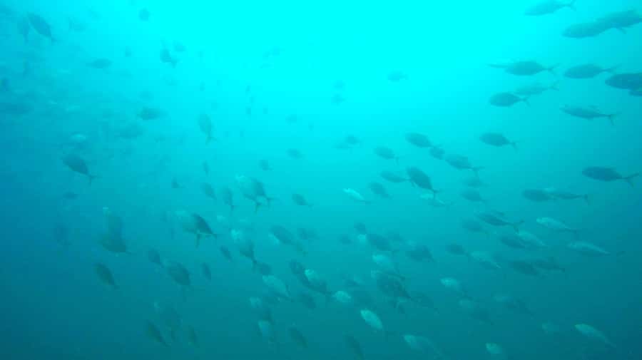 Gold Coast: Snorkelling in Wave Break Island - Should you book it?