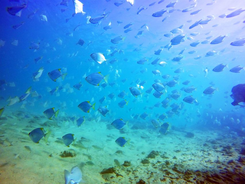 Gold Coast: Snorkelling in Wave Break Island - The snorkelling session and fish feeding