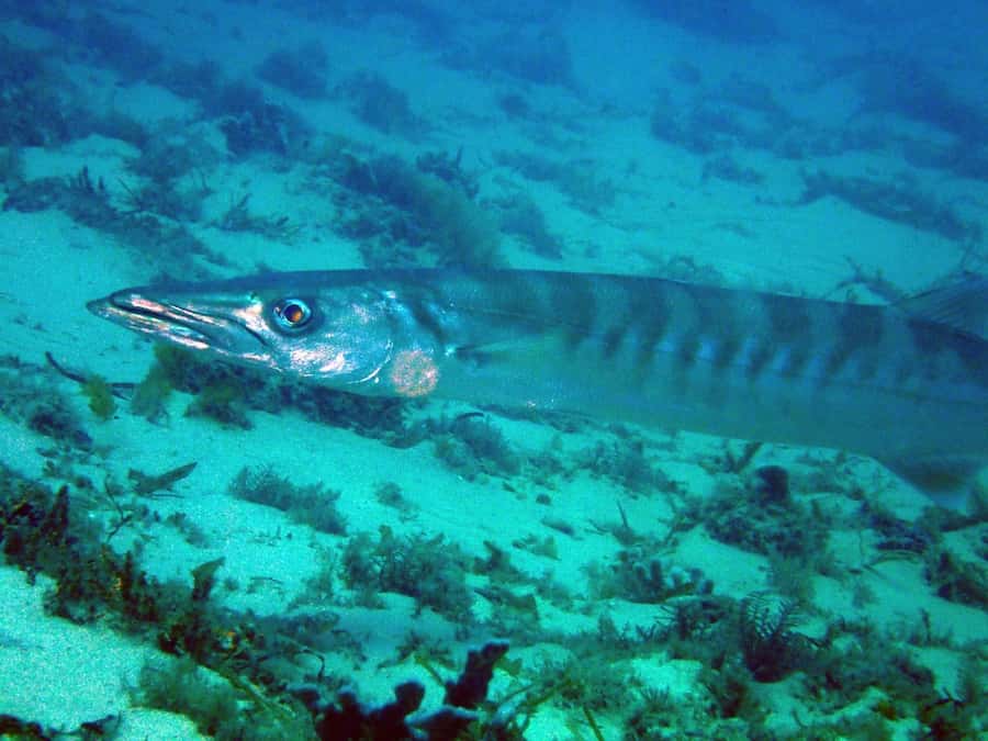 Gold Coast: Snorkelling in Wave Break Island - Beach time and the boogie board option