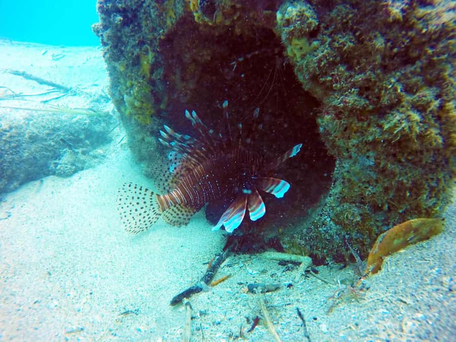 Gold Coast: Snorkelling in Wave Break Island - Water clarity, crowds, and the best conditions