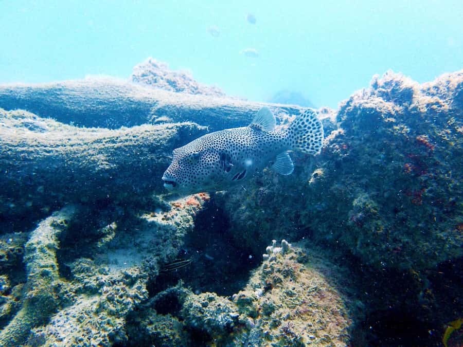 Gold Coast: Snorkelling in Wave Break Island - Who should book this Wave Break Island trip?
