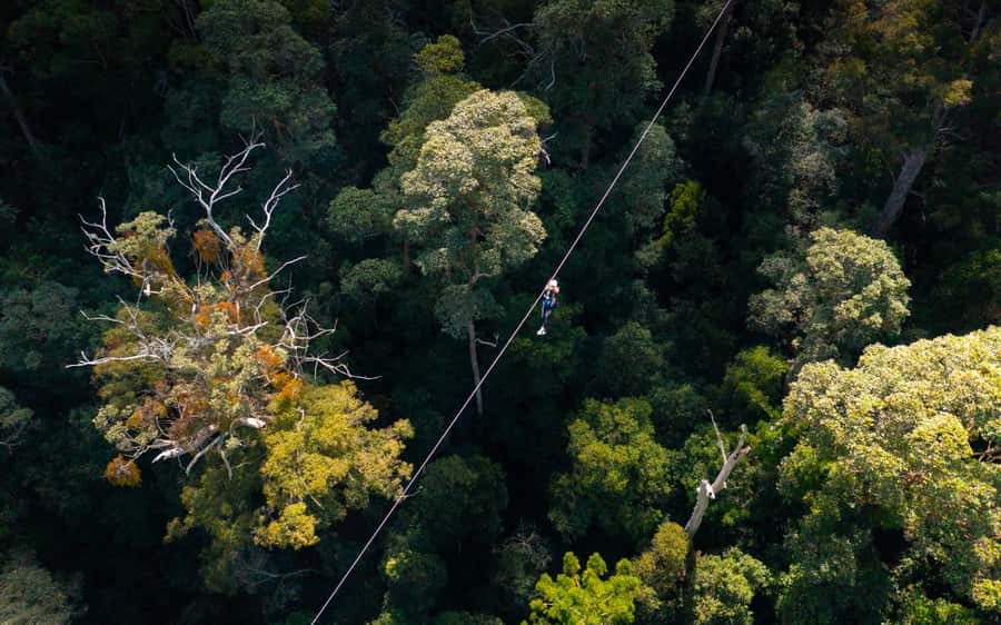 Gold Coast: Tamborine Mountain Canyon Flyer Zipline Tour - What the long lines feel like