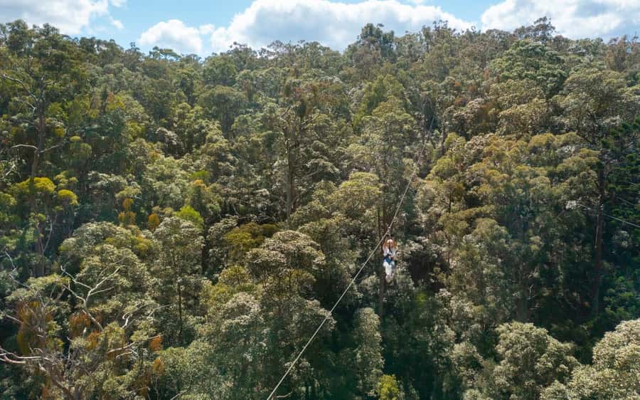 Gold Coast: Tamborine Mountain Canyon Flyer Zipline Tour - Views over rainforest and the Great Dividing Range