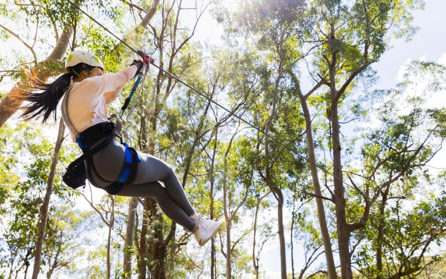 Gold Coast: Tamborine Mountain Canyon Flyer Zipline Tour - Is $95 good value for three hours?