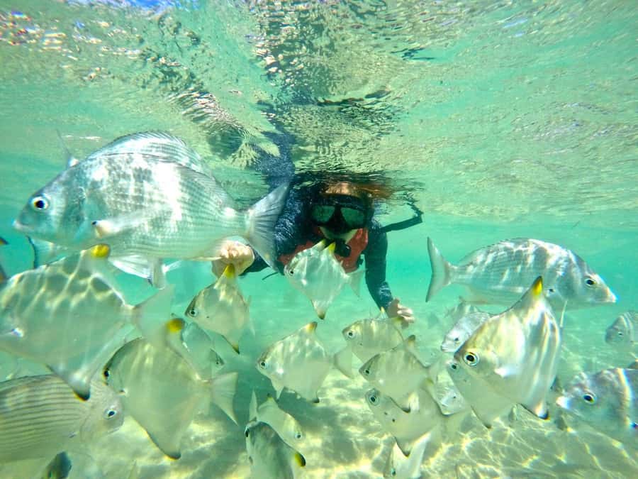 Gold Coast: Wave Break Island Kayaking & Snorkeling tour - Key points at a glance